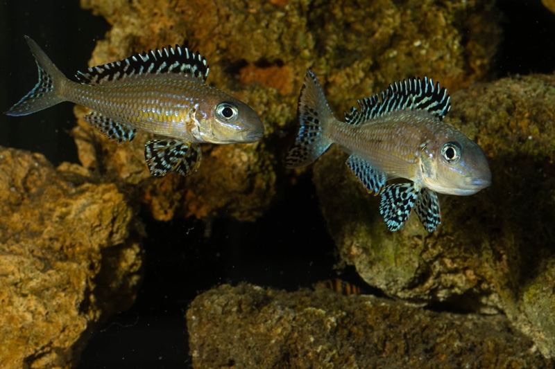 Xenotilapia papilio 'Tembwe Deux'